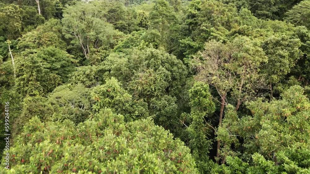 forward tilt down Aerial of rain forest in South East Asia, Wide angle, birds-eye view forward tilt down Aerial of rain forest in South East Asia, Wide angle, birds-eye view