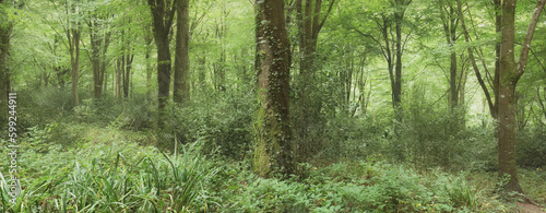 Idless woods near Truro Cornwall England uk 