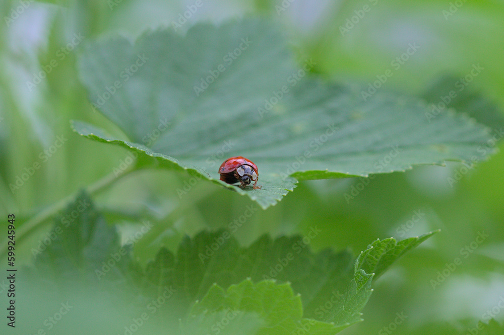 Fototapeta premium coccinelle rouge sur une feuille verte dans un jardin en france. insectivore