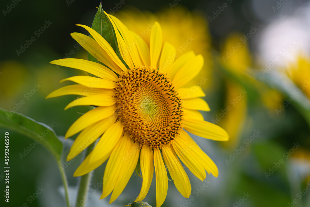 Fototapeta premium 夏の黄色いヒマワリ