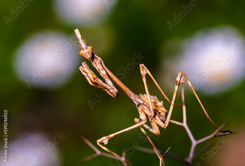 A closeup of the Empusa fasciata on plants