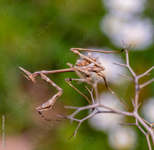 A vertical closeup of the Empusa fasciata on a plant