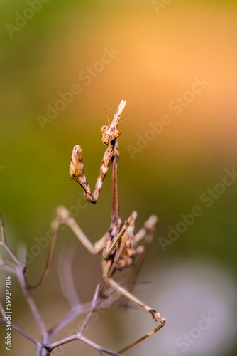 A vertical closeup of the Empusa fasciata on a plant