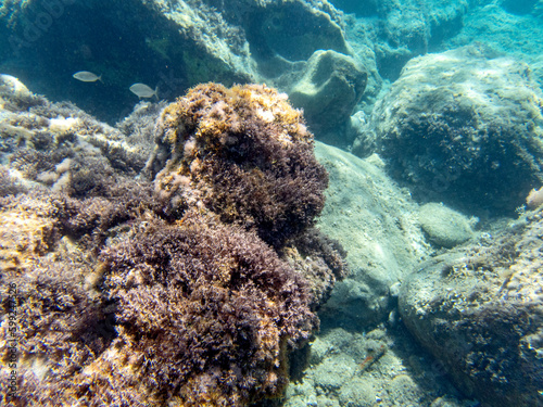 Vista subacquea del fondale con coralli e alghe a Fondaco del Prete Forza D'Agrò