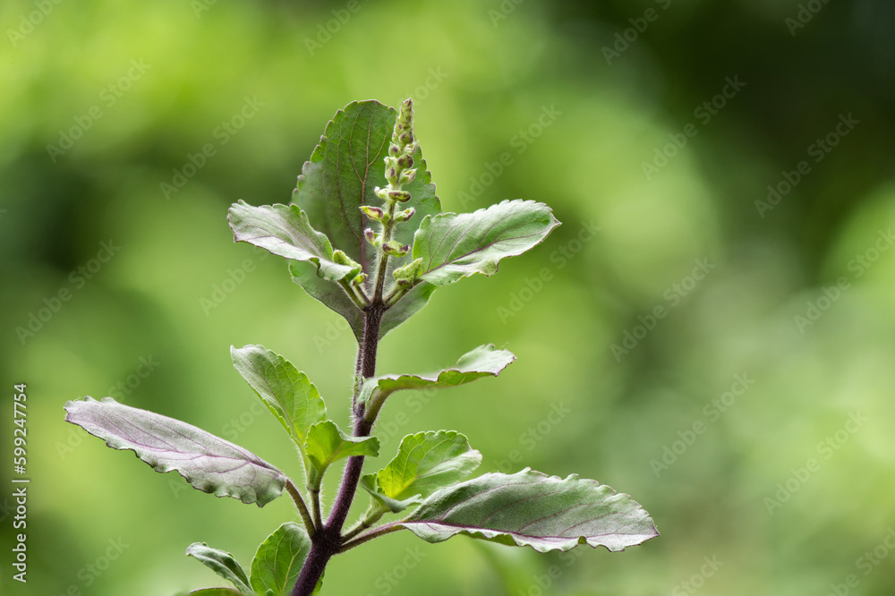 Holy basil or ocimum tenuiflorum branch green leaves on nature background. Holy basil or ocimum tenuiflorum branch green leaves on nature background.