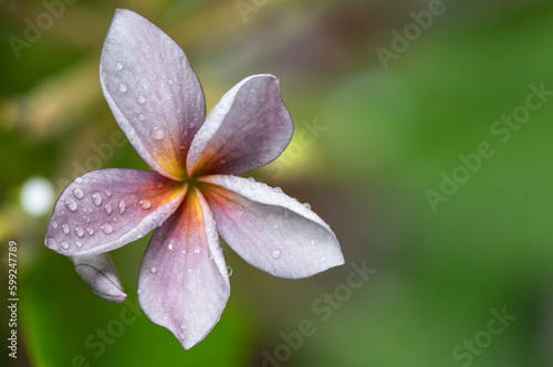 Plumeria violet  or violet princess flower on nature background.