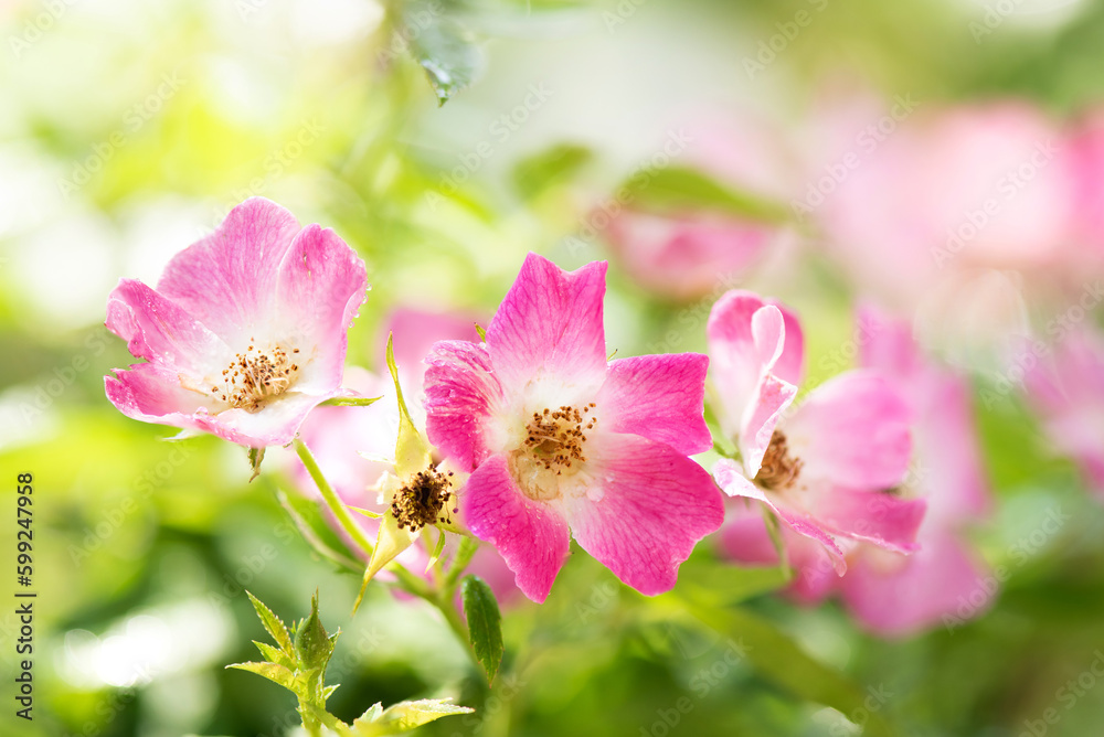 Dog rose or rosa canina flowers on nature background. Dog rose or rosa canina flowers on nature background.