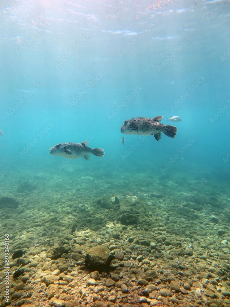 Fototapeta premium two giant puffer fish swimming in the sea