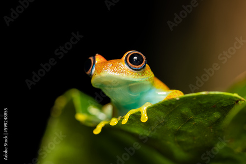 Tableau sur toile Green Bright-Eyed Frog (Boophis Viridis), species of endemic frog in the family Mantellidae