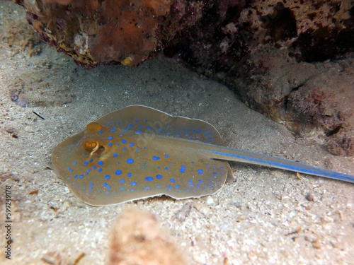 blue spotted stingray