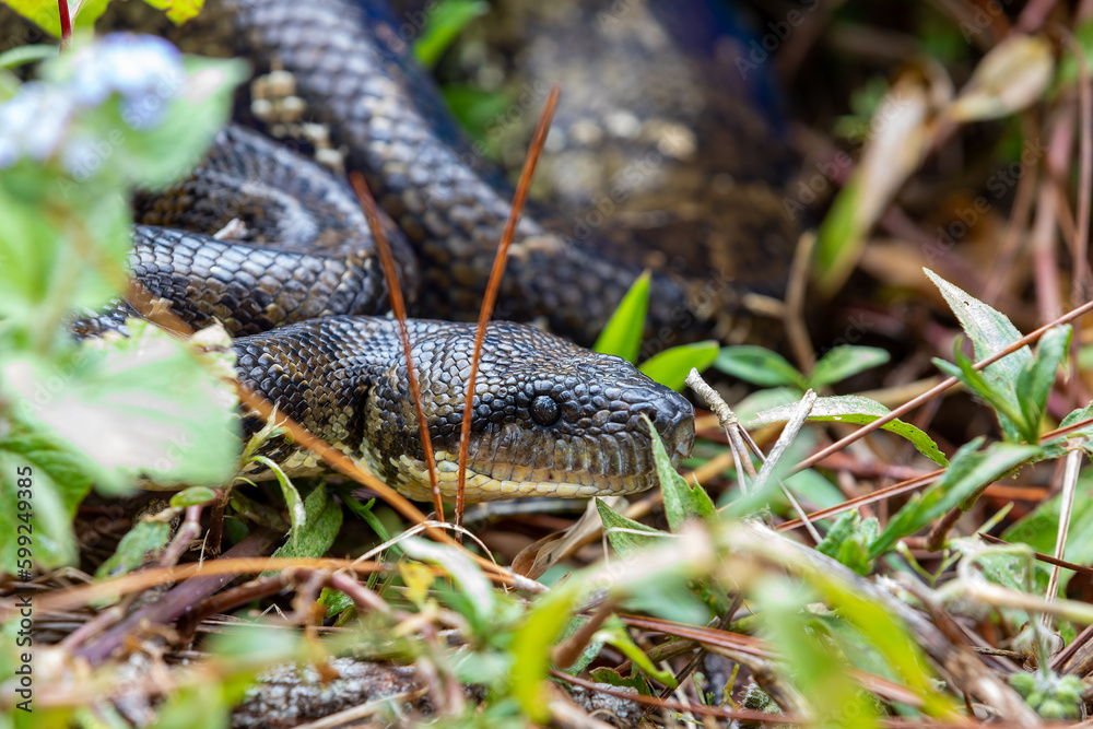 Fototapeta premium Sanzinia madagascariensis, also known as the Malagasy tree boa or Madagascar tree boa, big non venomous endemic strangler snake. Ranomafana National Park. Madagascar wildlife animal.