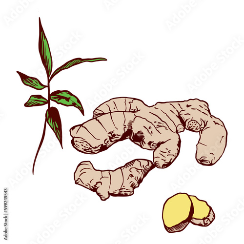 A set of ginger root, slices and leaves isolated on a white background. Design for a store, market, book, menu, poster, label, banner. Vector illustration of ginger.