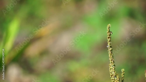 Delicate green wild plant stalk with tiny seeds, captured in soft focus against a blurred natural background. Perfect for nature, growth, or botanical themes.