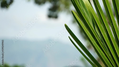 Close-up of lush green plant leaves against a softly blurred background of distant mountains, evoking tranquility and natural beauty.