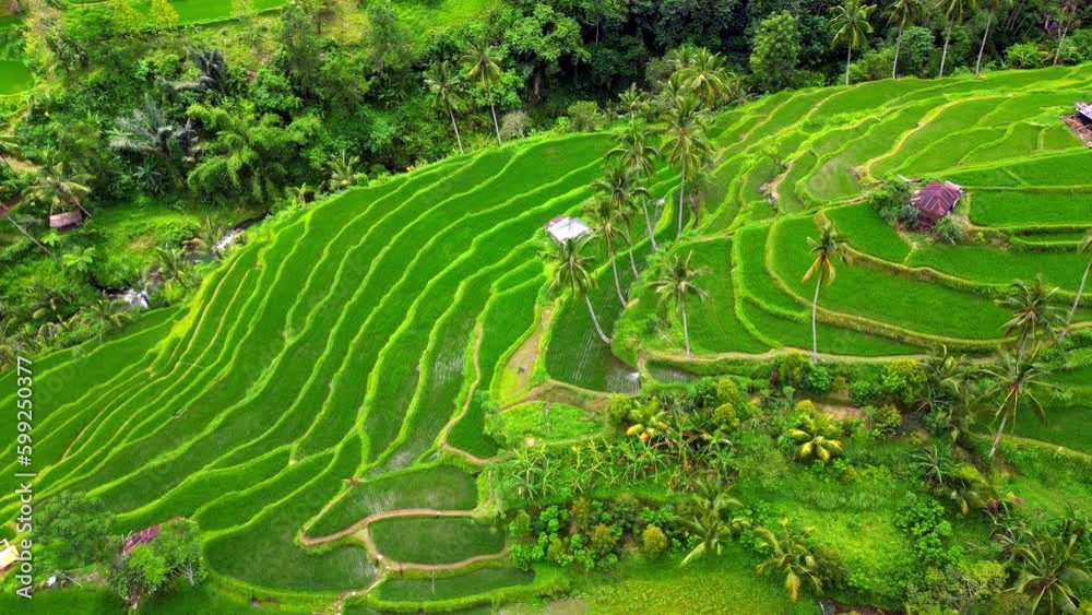 Aerial view of amazing rice fields in Munduk - Bali. Indonesia. Aerial view of amazing rice fields in Munduk - Bali. Indonesia.
