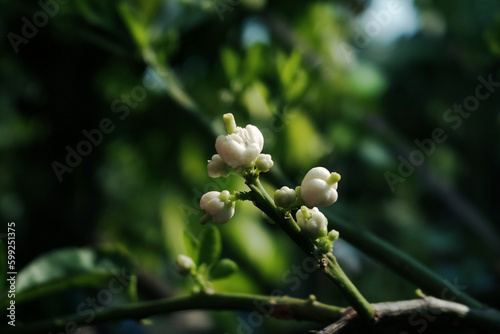 Blooming beautiful white flowers Botanical in garden with natural sunlight