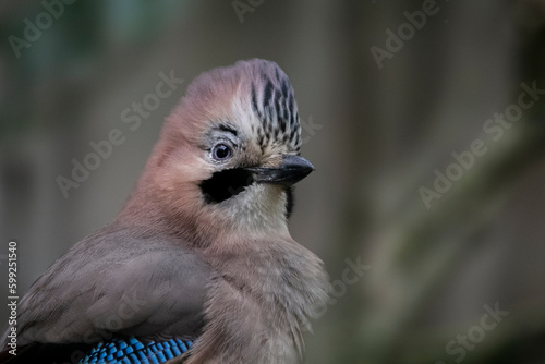 Birds. Eurasian jay in flight. Garrulus glandarius perching on branch.