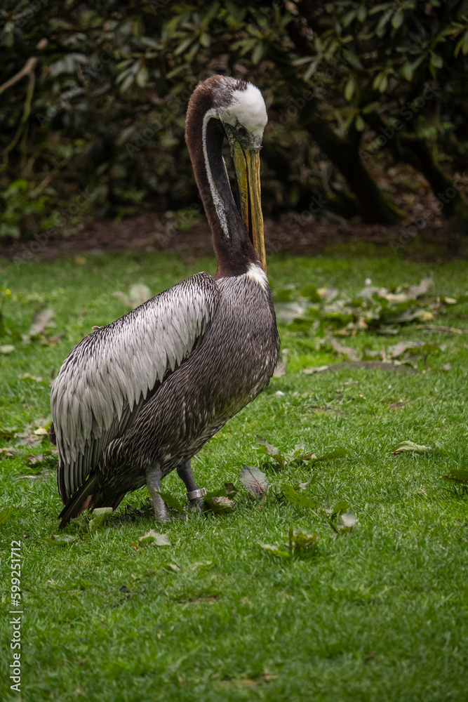 Obraz premium Peruvian pelican,Pelecanus thagus is a member of the pelican family.