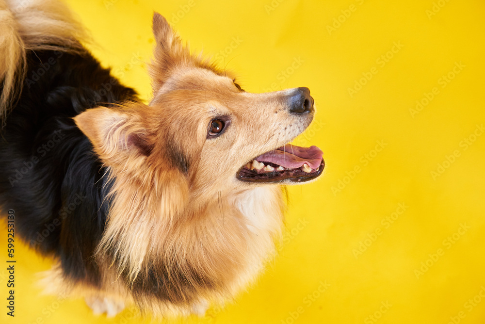 Dog without a specific breed on a yellow background, yard fluffy dog