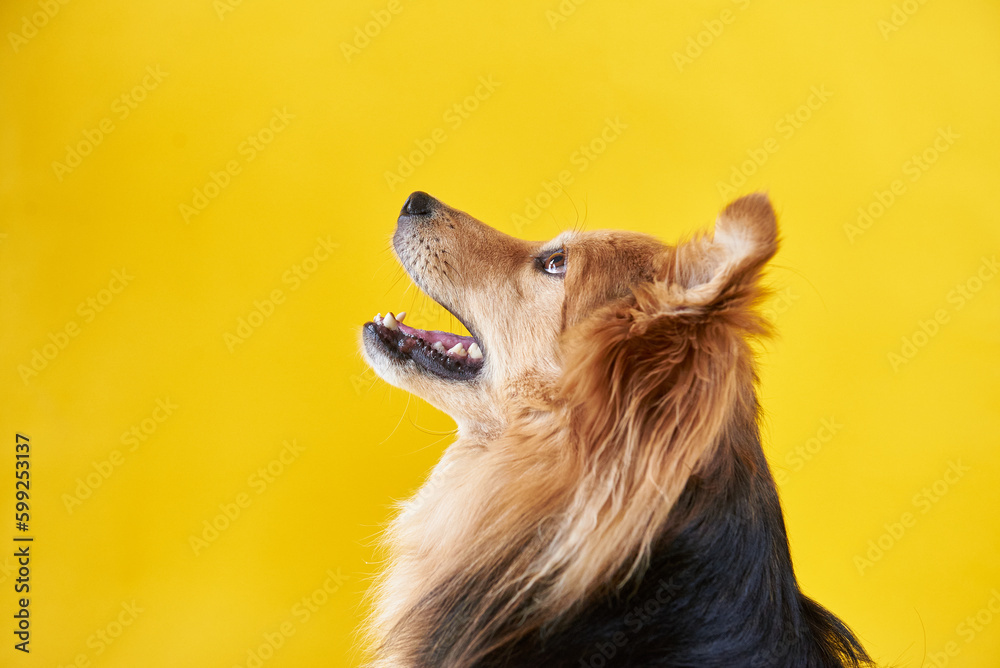 Dog without a specific breed on a yellow background, yard fluffy dog