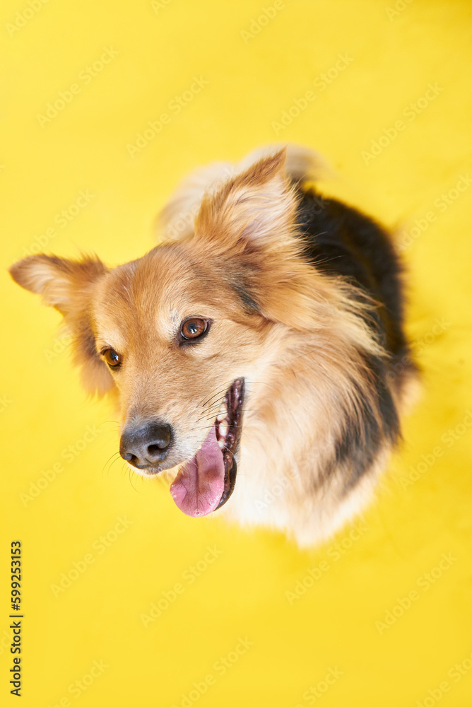 Beautiful fluffy mongrel sits on a yellow background, top view portrait