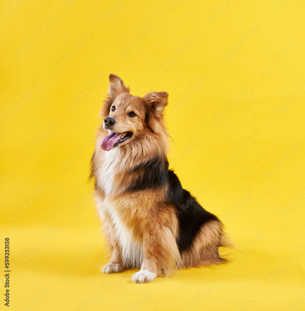 Beautiful fluffy mongrel sits on a yellow background