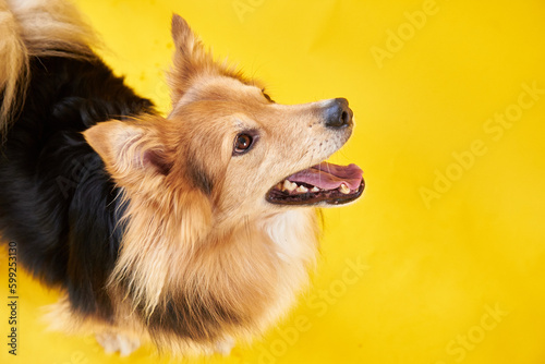 Obraz na płótnie Dog without a specific breed on a yellow background, yard fluffy dog w salonie
