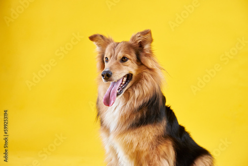 Beautiful fluffy mongrel sits on a yellow background
