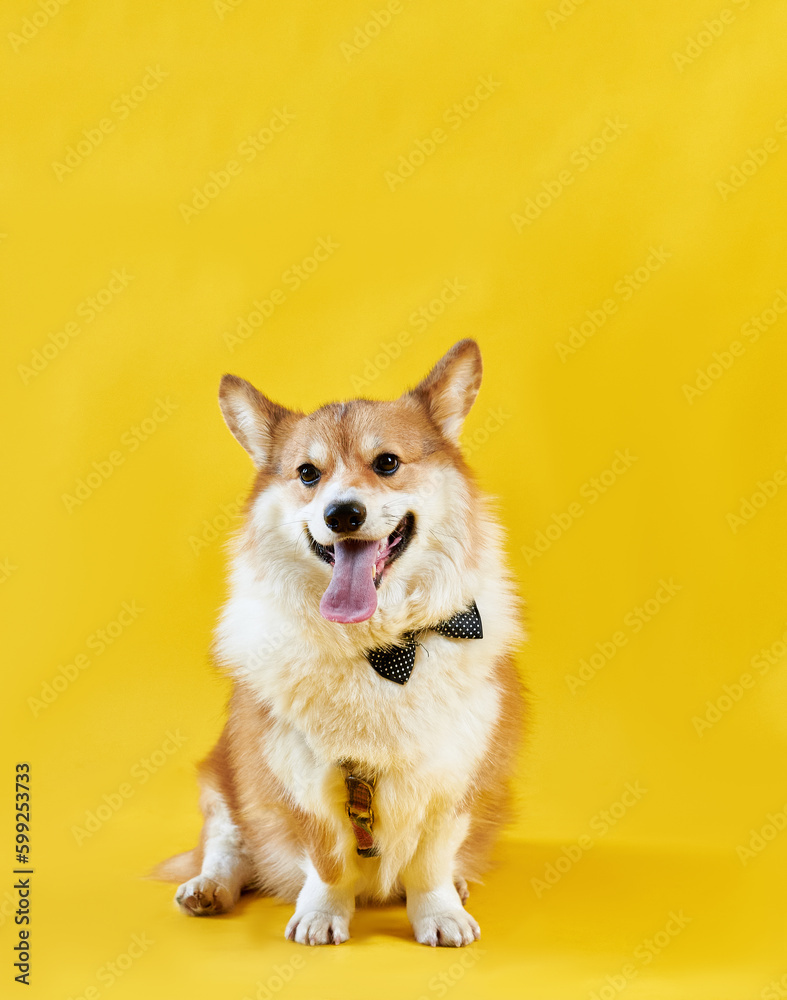 Cute funny corgi sits on a yellow background