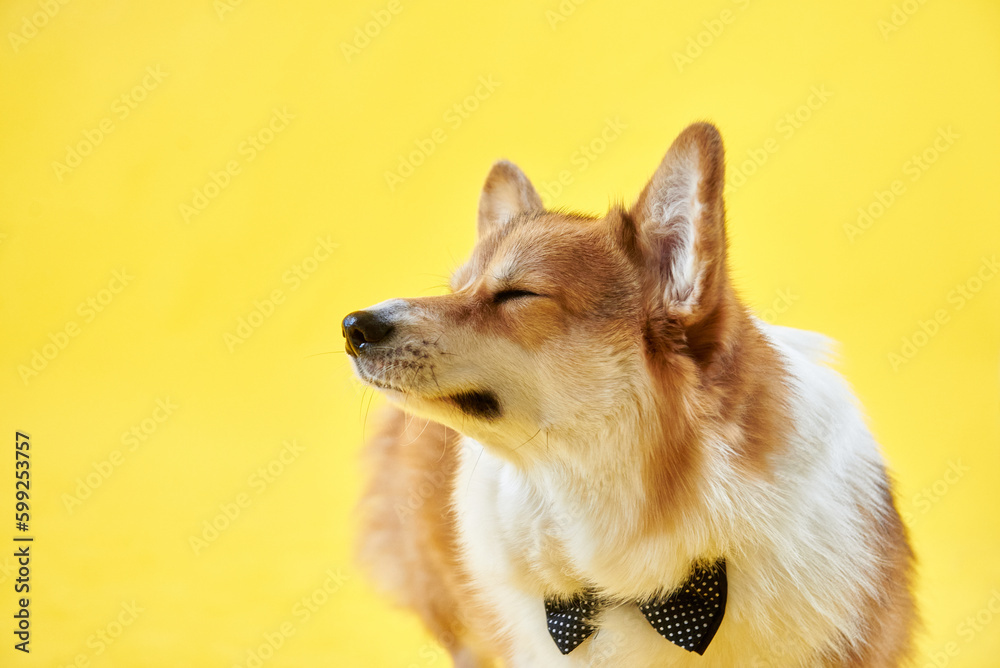 Cute funny corgi sits on a yellow background