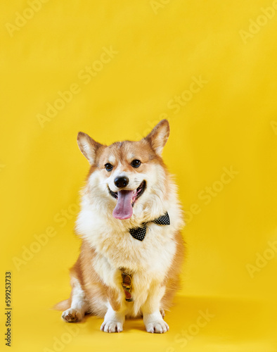 Obraz na płótnie Cute funny corgi sits on a yellow background w salonie