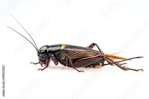 Full body with side view of Female black crickets isolated on white background
