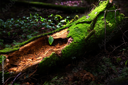 A rotten log in the woods by our home in Windsor in Upstate NY is covered with a blanket of rich green moss.  Rotting log glows in the dark woods. photo