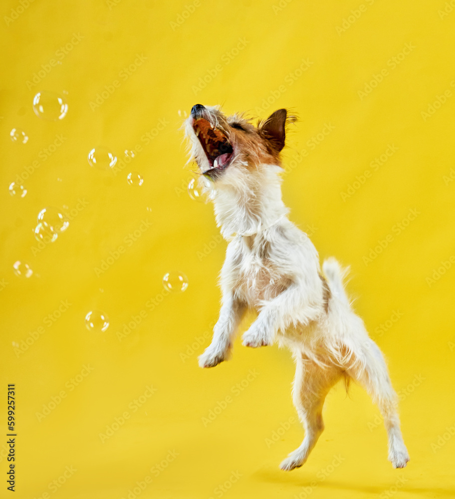 Jack Russell Terrier jumping on a yellow background and grabs soap bubbles