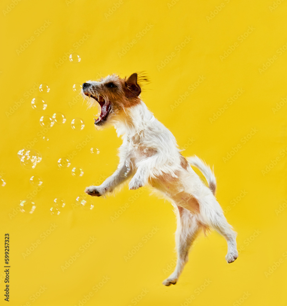 Jack Russell Terrier jumping on a yellow background and grabs soap bubbles