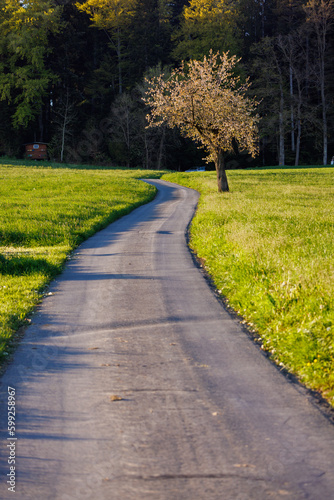 blooming apple tree and a road im Emmental during spring