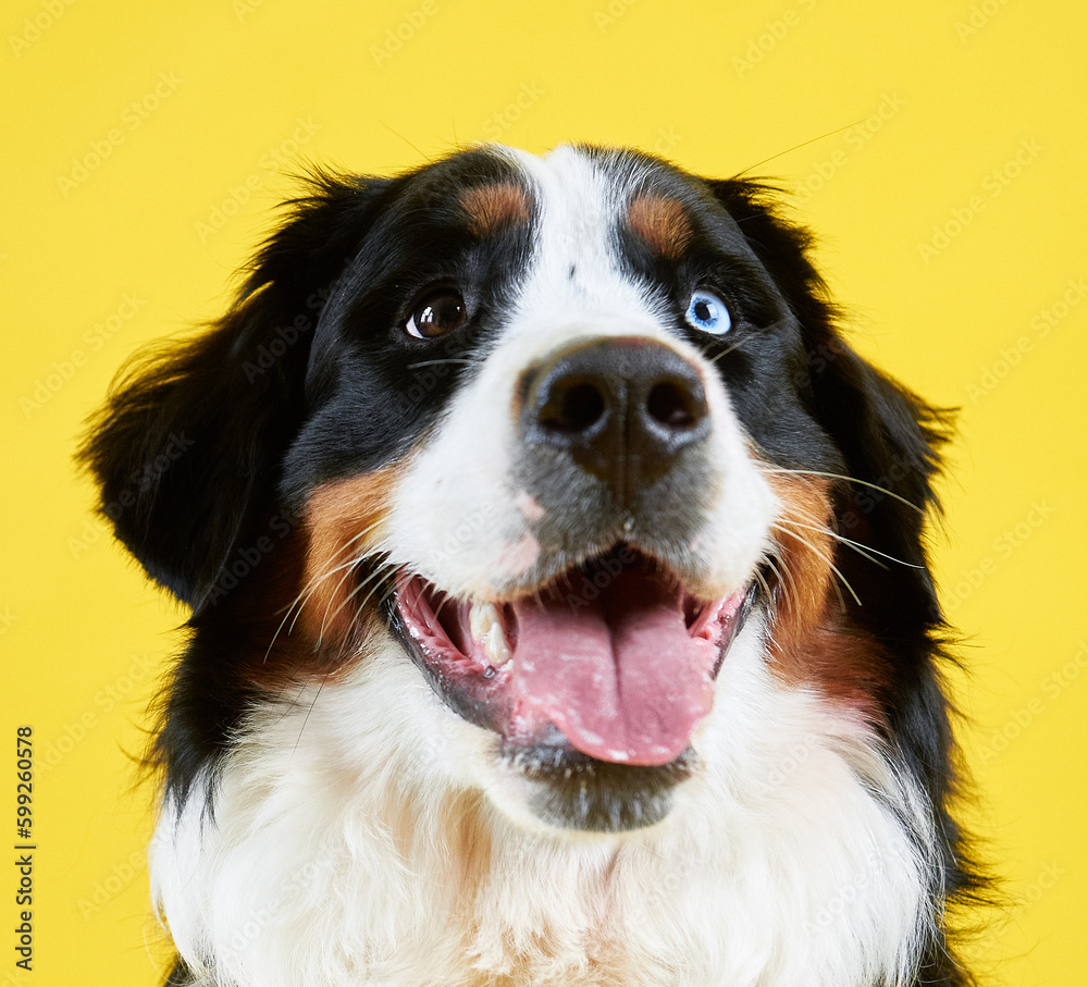Portrait of a Bernese mountain dog on a yellow background, a dog with heterochromia