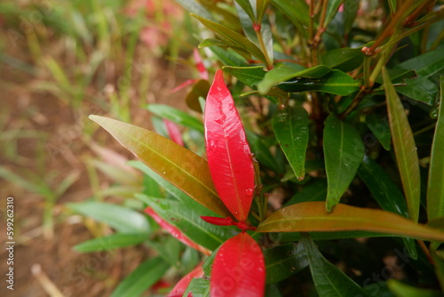 Syzygium formosanum plant in the garden. Red and green tropical plant leaves. photo