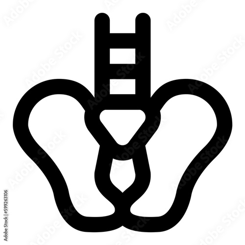 pelvis