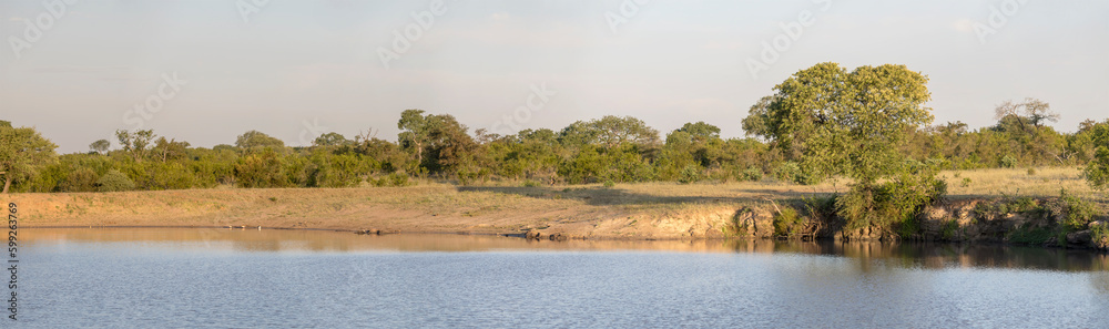 landscape with lake shore in shrubland at Kruger park, South Africa landscape with lake shore in shrubland at Kruger park, South Africa