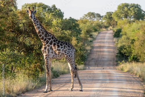 Canvas Print giraffe with  red-billed Oxpecker bird on head and dirt road, Kruger park, South
