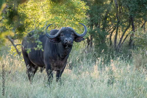 male buffalo standing in grass  Kruger park  South Africa