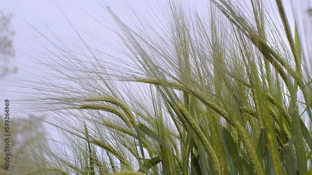 Wheat Field. Ears of wheat close up. Harvest and harvesting concept. Wheat Field. Ears of wheat close up. Harvest and harvesting concept.