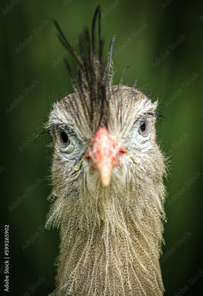 Fototapeta premium close up of a bird