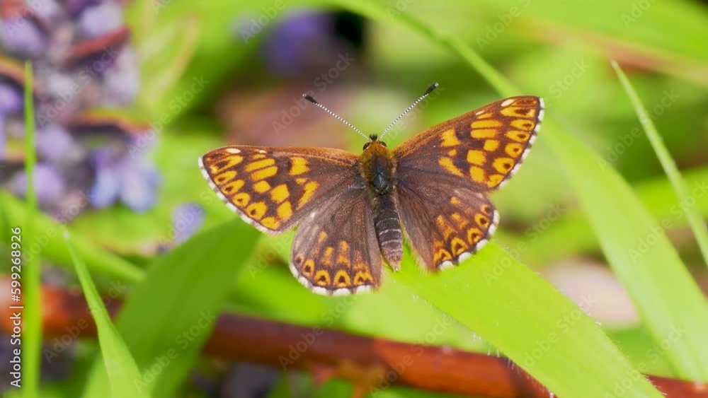 Duke of Burgundy Butterfly. Wings Open. Duke of Burgundy Butterfly. Wings Open.