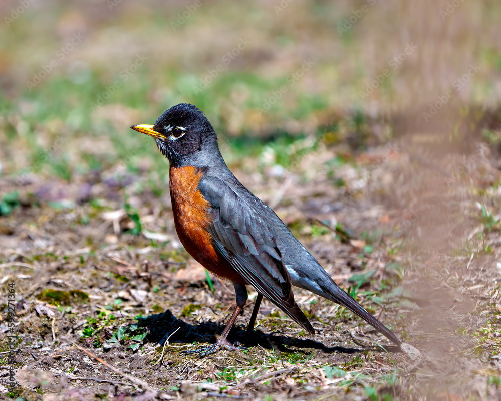 American Robin Photo and Image. Standing on ground and foraging for food with blur background in its environment and habitat surrounding displaying plumage feather. Robin Picture. American Robin Photo and Image. Standing on ground and foraging for food with blur background in its environment and habitat surrounding displaying plumage feather. Robin Picture.