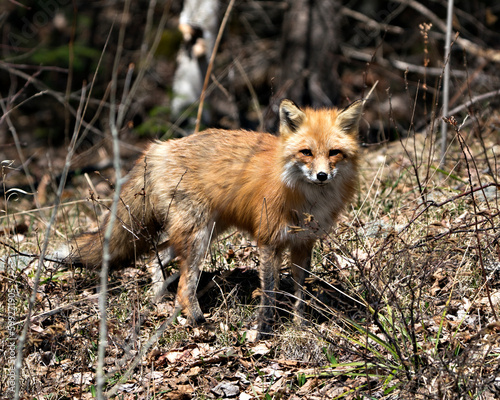 Red Fox Photo Stock. Fox Image. Close-up profile view in the spring season displaying fox tail, fur, in its environment and habitat with a blur brown leaves background.Picture. Portrait. ©  Aline