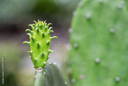 Close-up of a young cactus growing on an old stem against a mature cactus in the background