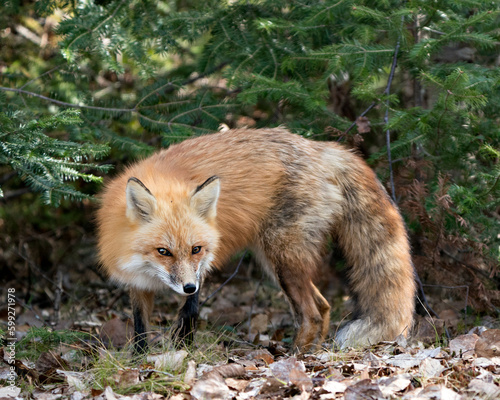 Red Fox Photo Stock. Fox Image. Close-up profile side view with spruce branches and brown leaves background in the spring season displaying fox tail, fur, in its environment and habitat. Portrait. ©  Aline