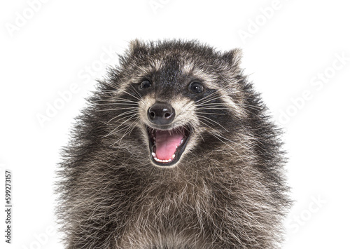 Portrait of a young raccoon mouth open. Weird expression